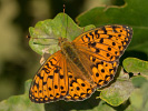 2108201130_MG_9003.jpg
