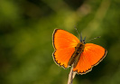 2108201130_MG_9488.jpg