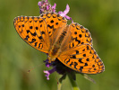 Feuriger Perlmutterfalter - Argynnis adippe