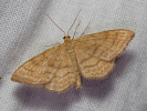 Žlutokřídlec okrový - Idaea ochrata
