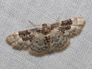 Žlutokřídlec polní - Idaea rusticata