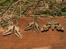 2110113030_MG_8324.jpg