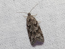 Obaleč listový - Cnephasia communana