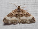 Píďalka jednozubá - Euphyia unangulata