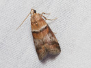 Zavíječ dubový - Acrobasis repandana
