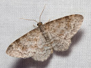 Píďalka olšinová - Hydrelia sylvata