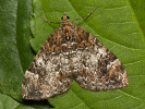 Píďalka borůvková - Dysstroma truncata