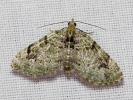 Píďalička zelená - Chloroclystis v-ata