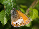 2506210336Vit-Hotarek_12.jpg