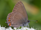 2508205116_MG_5236.jpg