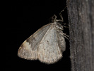 Píďalka borůvková - Dysstroma truncata