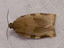 Obaleč jeřábový - Choristoneura hebenstreitella