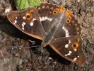 Kleiner Schillerfalter - Apatura ilia