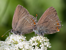 Brauner Eichen-Zipfelfalter - Satyrium ilicis