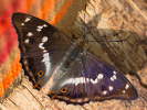 Grosser Schillerfalter - Apatura iris