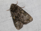 2609154929_MG_9235-Craniophora-ligustri.jpg