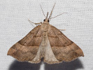 2609154929_MG_9247-Hypena-proboscidalis.jpg
