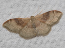 2609154929_MG_9298-Idaea-degeneraria.jpg