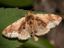 2609154929_MG_9367-Ptilodon-cucullina.jpg