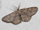 2609154929_MG_9391-Hypomecis-punctinalis.jpg