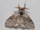 2609154929_MG_9411-Calliteara-pudibunda.jpg