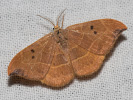 2609154929_MG_9420-Watsonalla-binaria.jpg