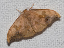 2609154929_MG_9444-Sabra-harpagula.jpg