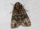 2609154929_MG_9476-Craniophora-ligustri.jpg