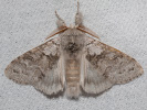 2609154929_MG_9532-Calliteara-pudibunda.jpg