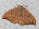 2609154929_MG_9540-Watsonalla-binaria.jpg