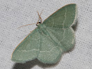 2609154929_MG_9560-Chlorissa-cloraria.jpg