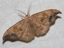 2609154929_MG_9576-Sabra-harpagula.jpg