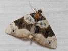 2609154929_MG_9602-Cosmorhoe-ocellata.jpg