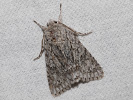 2609154929_MG_9615-Acronicta-rumicis.jpg