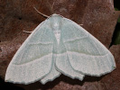2609154929_MG_9624-Campaea-margaritaria.jpg