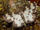 Skvrnopásník lískový - Lomaspilis marginata