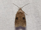 Plochuška bodláková