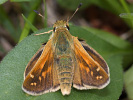 Komma-Dickkopffalter - Hesperia comma