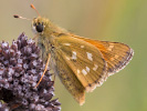 Komma-Dickkopffalter - Hesperia comma