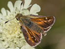 Komma-Dickkopffalter - Hesperia comma
