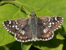 Steppenheiden-Würfel-Dickkopffalter - Pyrgus carthami