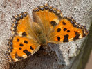 2803201226_MG_5435.jpg