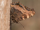 2803201226_MG_5528.jpg