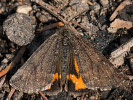 2803201226_MG_5611.jpg
