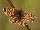 Wegerich-Scheckenfalter - Melitaea cinxia