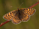 Wegerich-Scheckenfalter - Melitaea cinxia