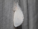 2908113901_MG_2147.jpg