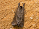 Vztyčnořitka vrbová - Clostera anastomosis