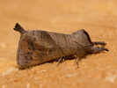 Vztyčnořitka vrbová - Clostera anastomosis