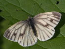 3006222914_MG_1344.jpg